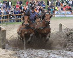 Manfred Scheel, Spoldershagen, mit seinen Zuchtstuten StPrSt. VIKTORIA, VIOLETT, StPrSt. VERENA und StPrSt. BETZI bei der Überwindung des Wassergrabens im Vierspännerhindernisfahren.